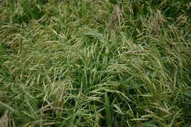 Broom Grass